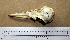  ( - RRS 431)  @11 [ ] CreativeCommons - Attribution (2010) Unspecified Royal Ontario Museum