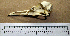  ( - RRS 431)  @11 [ ] CreativeCommons - Attribution (2010) Unspecified Royal Ontario Museum