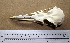  ( - RRS 530)  @11 [ ] CreativeCommons - Attribution (2010) Unspecified Royal Ontario Museum