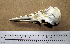  ( - RRS 539)  @11 [ ] CreativeCommons - Attribution (2010) Unspecified Royal Ontario Museum