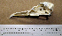  (Larus michahellis - RRS 539)  @11 [ ] CreativeCommons - Attribution (2010) Unspecified Royal Ontario Museum