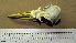  ( - MKP 1306)  @11 [ ] CreativeCommons - Attribution (2010) Unspecified Royal Ontario Museum