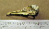  ( - MKP 1306)  @11 [ ] CreativeCommons - Attribution (2010) Unspecified Royal Ontario Museum
