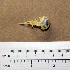  (Charadrius pallidus - MKP 1352)  @12 [ ] CreativeCommons - Attribution (2010) Unspecified Royal Ontario Museum