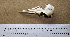 (Leucophaeus atricilla - MKP 498)  @13 [ ] CreativeCommons - Attribution (2010) Unspecified Royal Ontario Museum