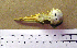  (Leucophaeus modestus - MKP 2550)  @12 [ ] CreativeCommons - Attribution (2010) Unspecified Royal Ontario Museum
