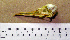  (Leucophaeus modestus - MKP 2551)  @12 [ ] CreativeCommons - Attribution (2010) Unspecified Royal Ontario Museum