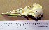  ( - RRS 165)  @12 [ ] CreativeCommons - Attribution (2010) Unspecified Royal Ontario Museum