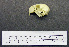  ( - 1B-469)  @12 [ ] CreativeCommons - Attribution (2010) Unspecified Royal Ontario Museum