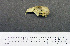  (Lorius - 1B-951)  @12 [ ] CreativeCommons - Attribution (2010) Unspecified Royal Ontario Museum