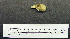  (Loriini - 1B-939)  @13 [ ] CreativeCommons - Attribution (2010) Unspecified Royal Ontario Museum