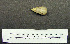  ( - 1B-971)  @12 [ ] CreativeCommons - Attribution (2010) Unspecified Royal Ontario Museum