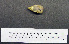  ( - 1B-962)  @12 [ ] CreativeCommons - Attribution (2010) Unspecified Royal Ontario Museum