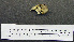  ( - 1B-1626)  @11 [ ] CreativeCommons - Attribution (2010) Unspecified Royal Ontario Museum