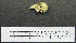  (Purpureicephalus - 1B-1627)  @12 [ ] CreativeCommons - Attribution (2010) Unspecified Royal Ontario Museum