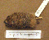  ( - 1B-2766)  @13 [ ] CreativeCommons - Attribution (2010) Unspecified Royal Ontario Museum
