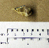 ( - 1B-2576)  @12 [ ] CreativeCommons - Attribution (2010) Unspecified Royal Ontario Museum
