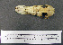  ( - 1B-3550)  @11 [ ] CreativeCommons - Attribution (2010) Unspecified Royal Ontario Museum