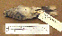  ( - AJB 5643)  @13 [ ] CreativeCommons - Attribution (2010) Unspecified Royal Ontario Museum