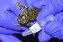  ( - PV-BIO-0122)  @11 [ ] CreativeCommons  Attribution (by) (2023) Karla Pozo Barrick Pueblo Viejo