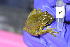  ( - PV-BIO-0167)  @11 [ ] CreativeCommons  Attribution (by) (2023) Karla Pozo Barrick Pueblo Viejo