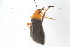  ( - HetNor91)  @11 [ ] Copyright (2018) Univers. of Bergen, Natural History Collection Univers. of Bergen, Natural History Collection