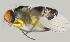  ( - RIKCal123)  @11 [ ] Copyright (2018) Univers. of Bergen, Natural History Collection Univers. of Bergen, Natural History Collection