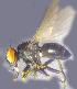  ( - RIKCal140)  @12 [ ] Copyright (2018) Univers. of Bergen, Natural History Collection Univers. of Bergen, Natural History Collection