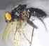  (Alliopsis freyi - RIKCal157)  @11 [ ] Copyright (2018) Univers. of Bergen, Natural History Collection Univers. of Bergen, Natural History Collection