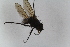  ( - RIKCal172)  @11 [ ] Copyright (2018) Univers. of Bergen, Natural History Collection Univers. of Bergen, Natural History Collection