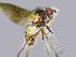  ( - RIKCal173)  @13 [ ] Copyright (2018) Univers. of Bergen, Natural History Collection Univers. of Bergen, Natural History Collection