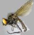  ( - RIKCal223)  @11 [ ] Copyright (2018) Univers. of Bergen, Natural History Collection Univers. of Bergen, Natural History Collection