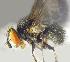  ( - RIKCal230)  @11 [ ] Copyright (2018) Univers. of Bergen, Natural History Collection Univers. of Bergen, Natural History Collection