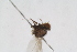  (Liriomyza richteri - RIKDIP103)  @11 [ ] Copyright (2018) Univers. of Bergen, Natural History Collection Univers. of Bergen, Natural History Collection