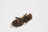  ( - RIKDIP49)  @11 [ ] Copyright (2018) Univers. of Bergen, Natural History Collection Univers. of Bergen, Natural History Collection