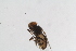  ( - RIKDIP50)  @11 [ ] Copyright (2018) Univers. of Bergen, Natural History Collection Univers. of Bergen, Natural History Collection