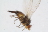  (Phytomyza varipes - RIKDIP58)  @11 [ ] Copyright (2018) Univers. of Bergen, Natural History Collection Univers. of Bergen, Natural History Collection