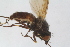  (Phytomyza nigripennis - RIKDIP59)  @11 [ ] Copyright (2018) Univers. of Bergen, Natural History Collection Univers. of Bergen, Natural History Collection