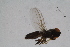  ( - RIKDIP71)  @11 [ ] Copyright (2018) Univers. of Bergen, Natural History Collection Univers. of Bergen, Natural History Collection