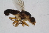  ( - RIKDIP73)  @12 [ ] Copyright (2018) Univers. of Bergen, Natural History Collection Univers. of Bergen, Natural History Collection