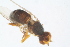  ( - RIKDIP74)  @12 [ ] Copyright (2018) Univers. of Bergen, Natural History Collection Univers. of Bergen, Natural History Collection