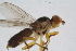  ( - RIKDIP75)  @11 [ ] Copyright (2018) Univers. of Bergen, Natural History Collection Univers. of Bergen, Natural History Collection