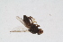  ( - RIKDIP79)  @11 [ ] Copyright (2018) Univers. of Bergen, Natural History Collection Univers. of Bergen, Natural History Collection