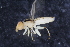  (Meromyza spKW3 - RIKDIP82)  @11 [ ] Copyright (2018) Univers. of Bergen, Natural History Collection Univers. of Bergen, Natural History Collection