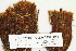  (Timmia megapolitana - CCDB-25686-B12)  @11 [ ] CreativeCommons - Attribution (2018) Masha L. Kuzmina Centre for Biodiversity Genomics