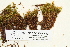  ( - CCDB-25686-F03)  @11 [ ] CreativeCommons - Attribution Non-Commercial Share-Alike (2018) Masha L. Kuzmina Canadian Centre for DNA Barcoding
