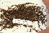  ( - CCDB-25686-H07)  @11 [ ] CreativeCommons - Attribution Non-Commercial Share-Alike (2018) Masha L. Kuzmina Canadian Centre for DNA Barcoding