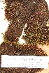  ( - CCDB-25687-C11)  @11 [ ] CreativeCommons - Attribution Non-Commercial Share-Alike (2018) Masha L. Kuzmina Canadian Centre for DNA Barcoding