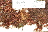  ( - CCDB-25687-D10)  @11 [ ] CreativeCommons - Attribution Non-Commercial Share-Alike (2018) Masha L. Kuzmina Canadian Centre for DNA Barcoding