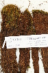  (Plagiopus - CCDB-25687-H11)  @11 [ ] CreativeCommons - Attribution Non-Commercial Share-Alike (2018) Masha L. Kuzmina Canadian Centre for DNA Barcoding